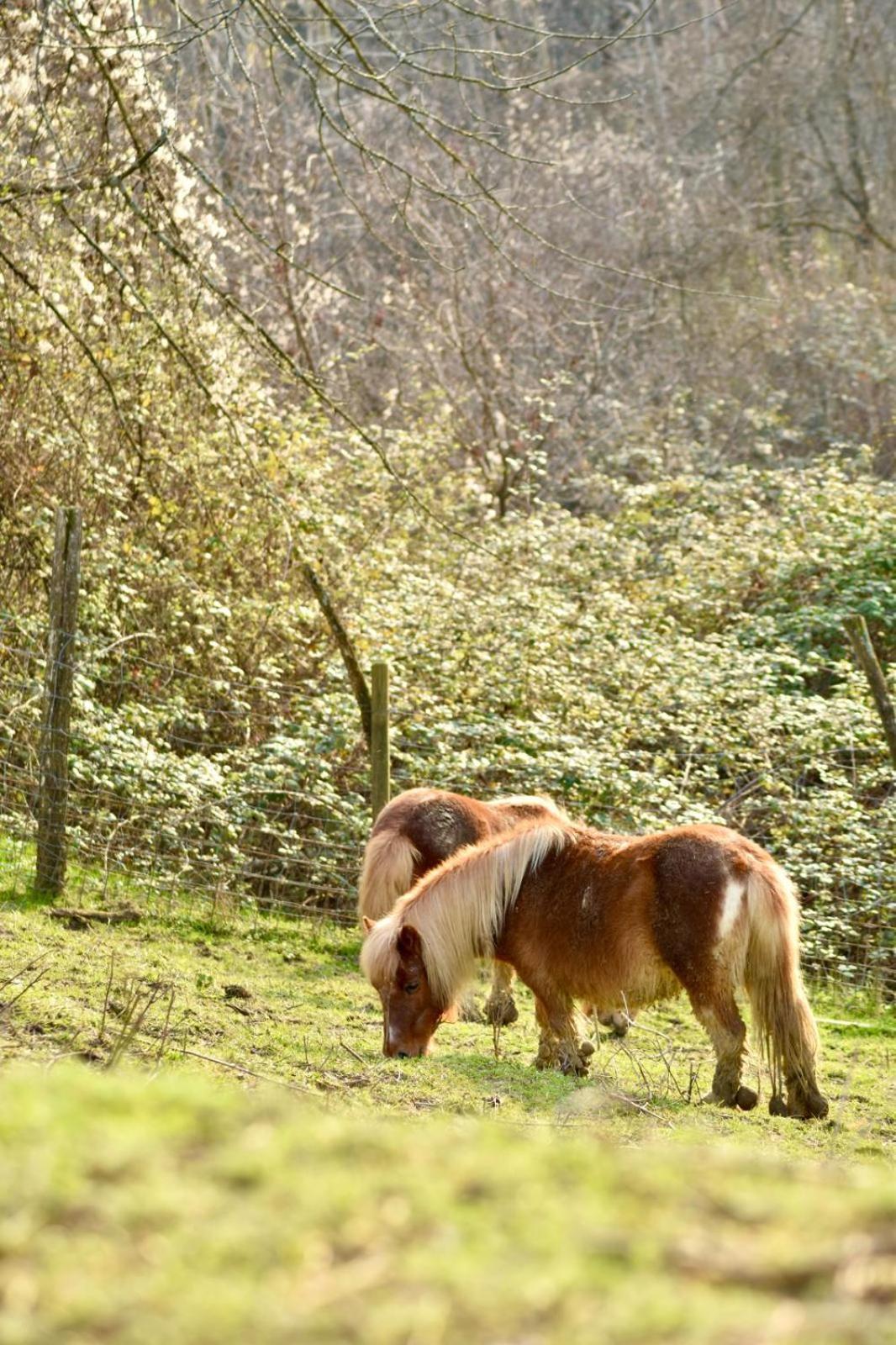 Tarzo Agriturismo Le Noci מראה חיצוני תמונה