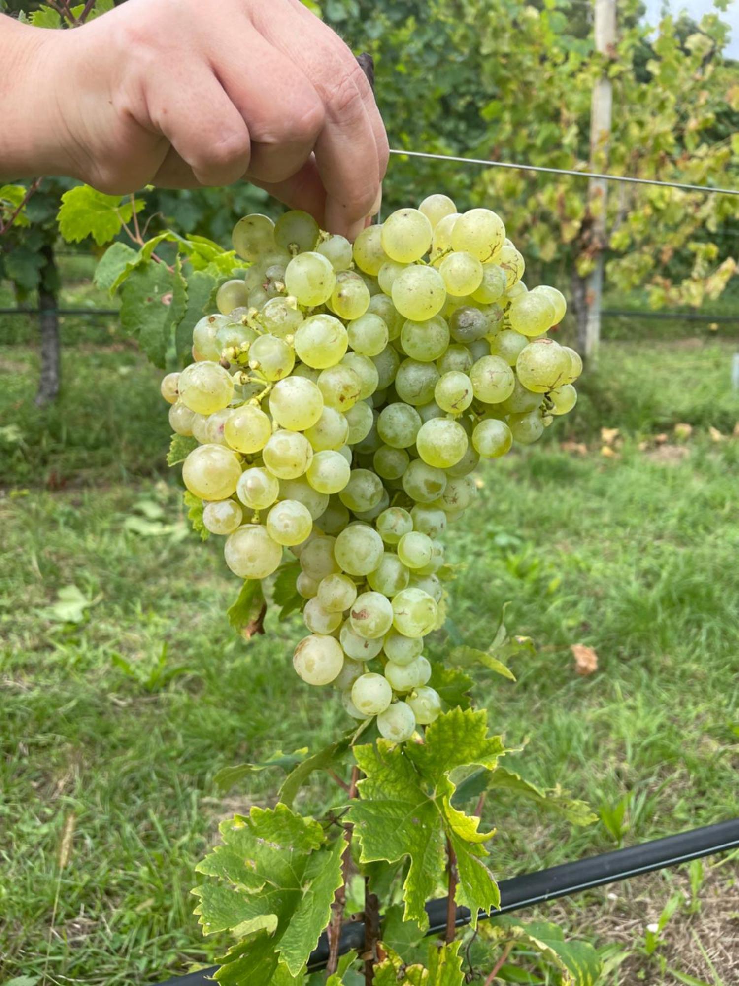 Tarzo Agriturismo Le Noci מראה חיצוני תמונה