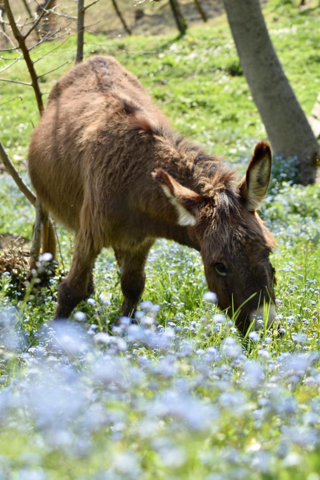 Tarzo Agriturismo Le Noci מראה חיצוני תמונה